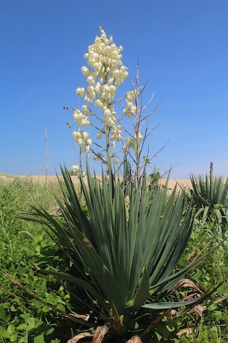 Yucca Gloriosa