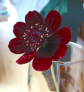 photo: Ray Novitske Chocolate Cosmos