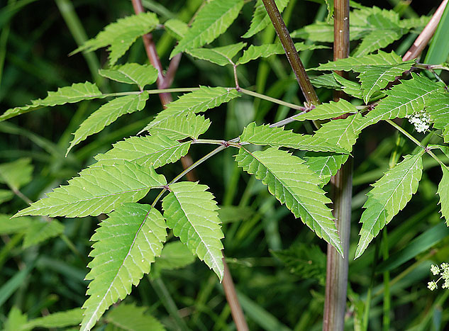 water hemlock leaves