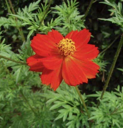 photo: Ray Novitske Cosmos 'Sunny Red'