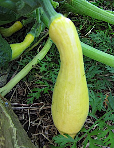 Crookneck squash