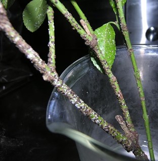 photo: Sherrie Smith, University of Arkansas Cooperative Extension Euonymus scale on branch