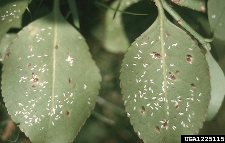 photo: Edward L. Manigault, Clemson University, Bugwood.org euonymus scale on leaves