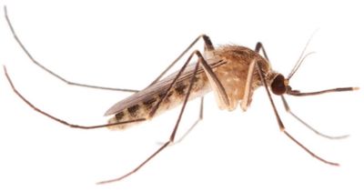 photo: Lawrence E. Reeves, University of Florida House mosquito