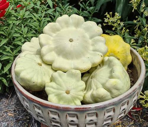 Pattypan squash