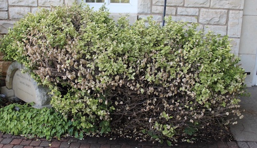 photo: Raymond A. Cloyd, Kansas State Leaf browning defoliation