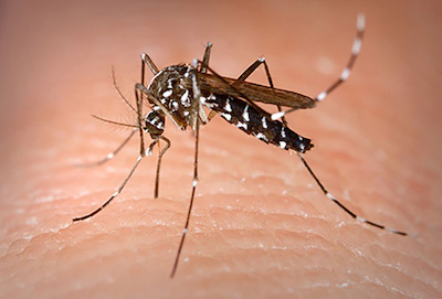 photo: US Center for Disease Control tiger mosquito