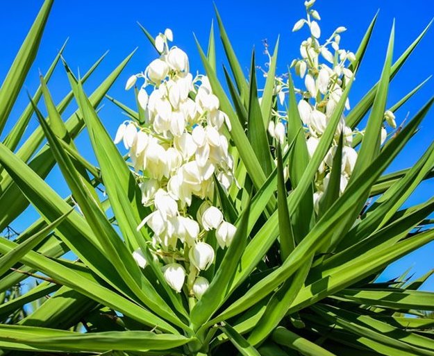 yucca