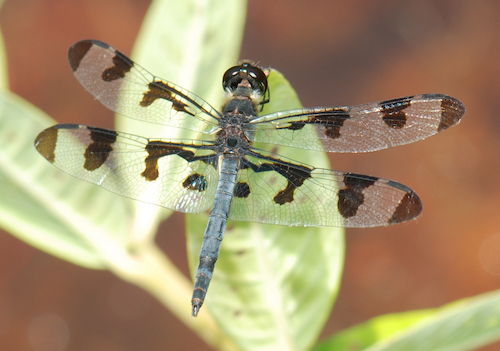 photo: Jim White, University of Delaware Celithemis fasciata
