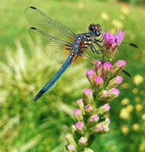 photo: by author Blue dasher, Pachydiplsx longipennis)