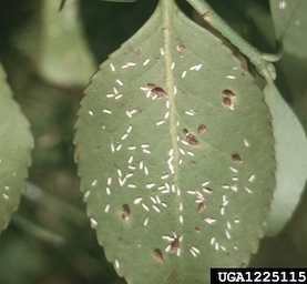 Euonymmus scale on leaf