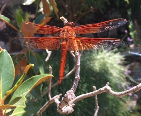 photo: by author Flame skimmer