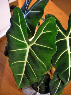 Alocasia 'Green Velvet'