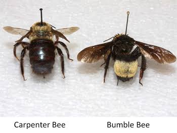 Carpenter and Bumble bee