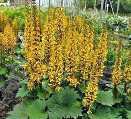 ligularia