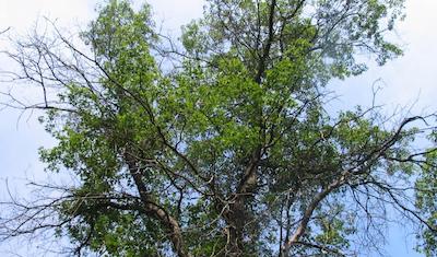 Oak Decline by several factors