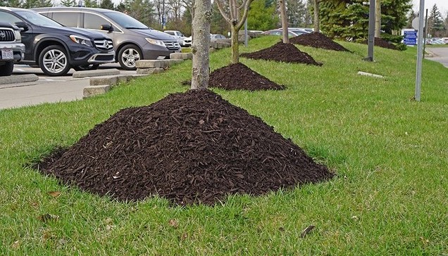 Excessive mulch volcanoes