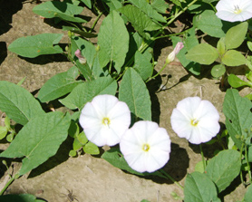 bindweed