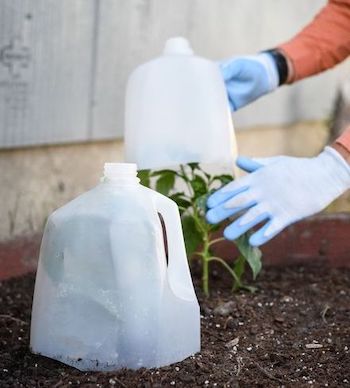 milk jug frost protection