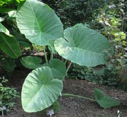 colocasia