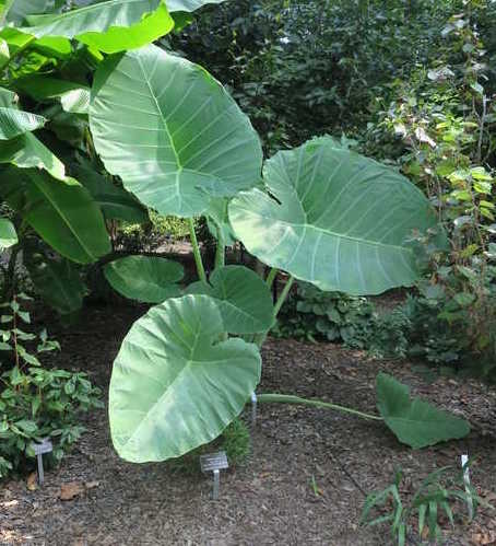 Colocasia gigantea 'Laosy Giant'