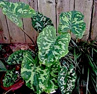 Hilo Beauty Alocasia