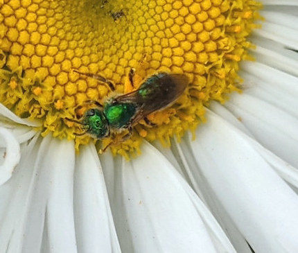 photo: Creative Commons, Ruth and Dave Mason bee