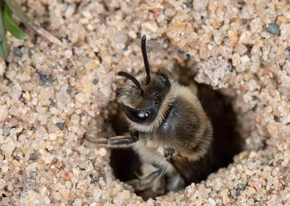Ground nesting bee
