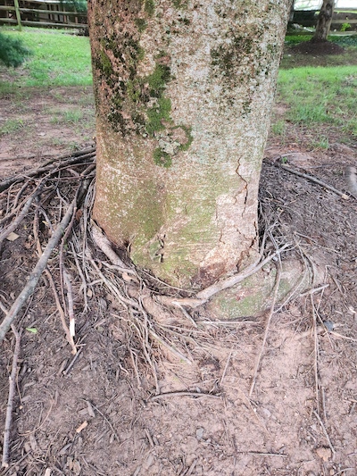 Root girdling