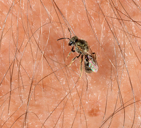 photo: John Obermeyer, Purdue University Sweat Bee