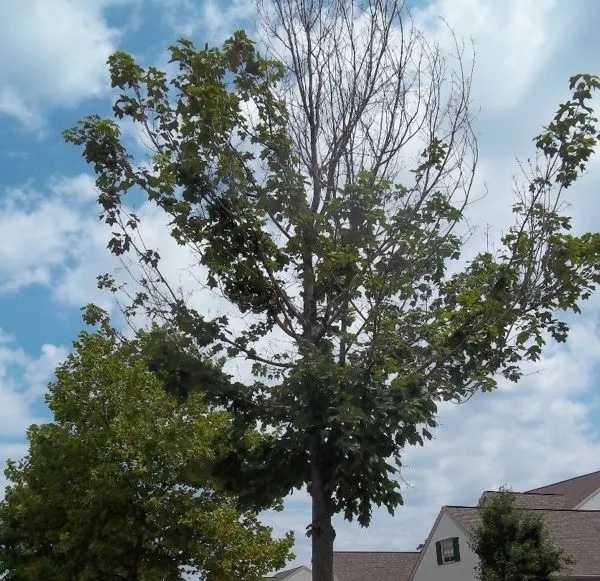stressed tree