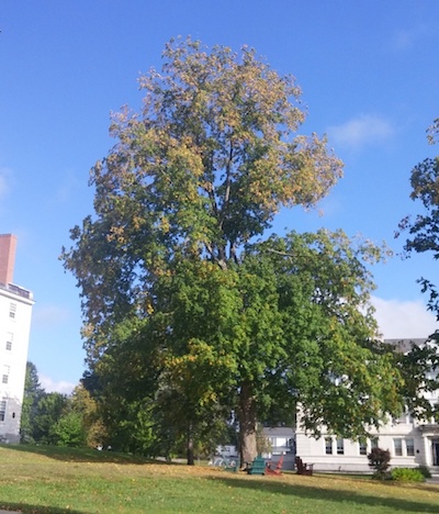 tree stress from drought