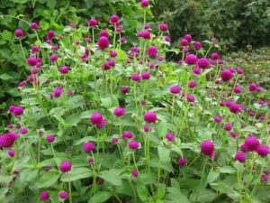 photo: Piedmont Master Gardeners Gomphrena Magenta