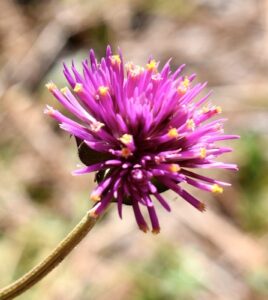 photo: Cathy Dewitt CC BY-NC-ND 2.0 Gomphrena Fireworks