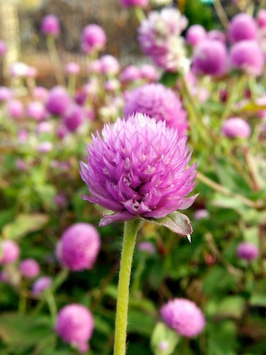 photo: CC BY-NC-ND 2.0 Gomphrena globosa