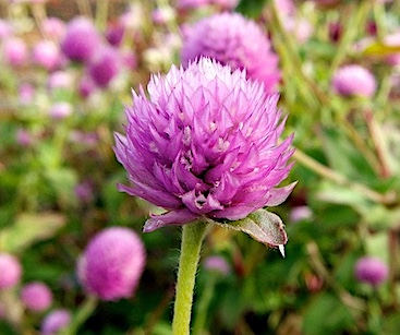 gomphrena flower