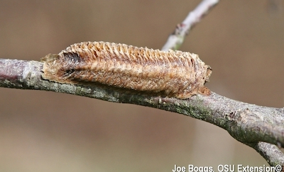 Praying mantis egg mass