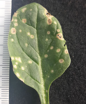 photo: Purdue University cladosporium