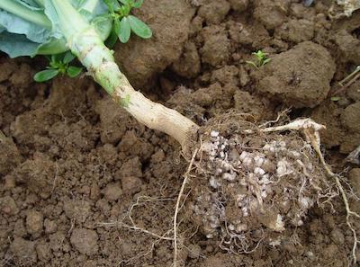 photo: University of Minnesota Extension Club root