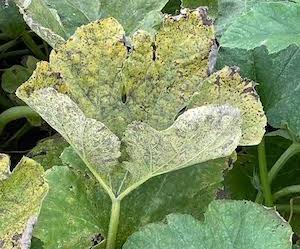 Downy mildew