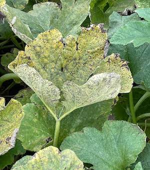 photo: Ohio State University Extension downy mildew