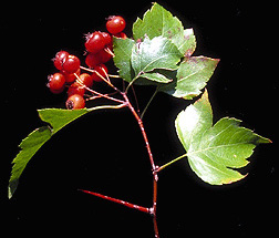 hawthorn