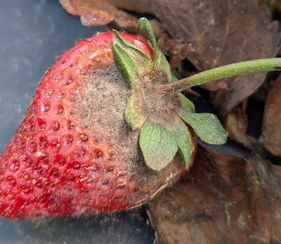 photo: Caleb Bollenbacher, North Carolina State Extension Gray mold