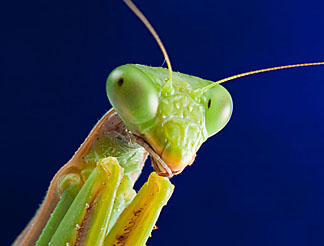 praying mantis