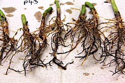 photo: Anette Phibbs, Utah State University Extension phytopthora root rot