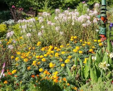 fall garden