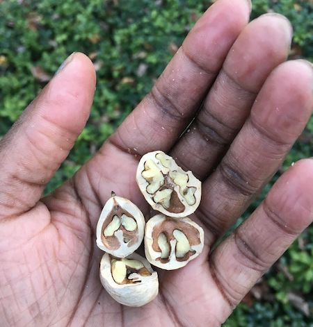 Hickory nuts
