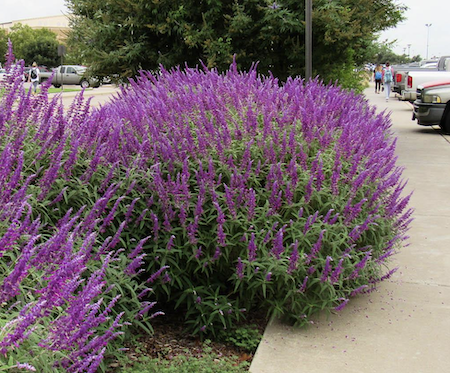 Mexican brush sage