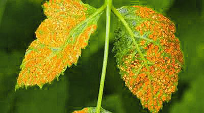 Rust on brambles