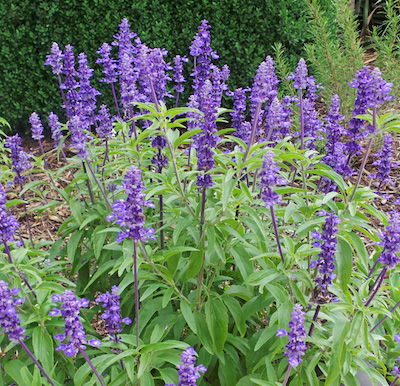 Salvia farinacea